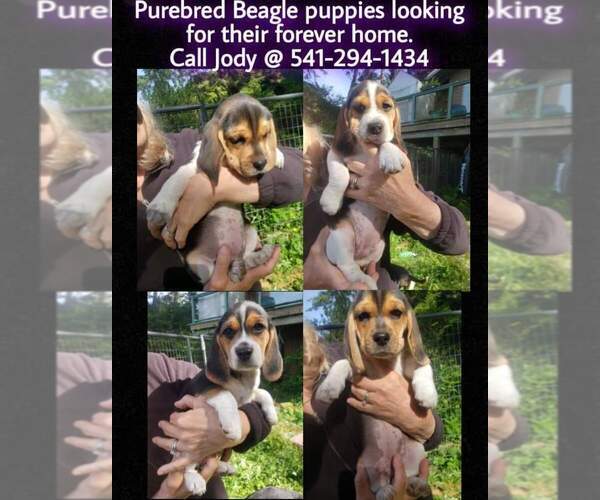 Medium Photo #2 Beagle Puppy For Sale in COOS BAY, OR, USA