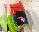 Small #1 Portuguese Water Dog