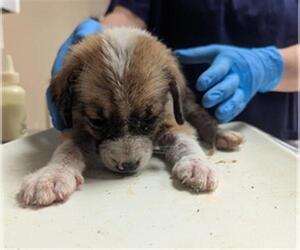 Australian Shepherd-Unknown Mix Dogs for adoption in Conroe, TX, USA