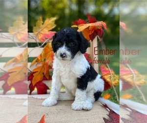 Bernedoodle (Miniature) (+ Poodle Miniature) Puppy for sale in WOODBURY, TN, USA