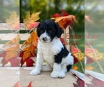 Small Bernedoodle (Miniature) (+ Poodle Miniature)