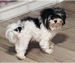 Small Photo #1 Morkie Puppy For Sale in VIENNA, GA, USA