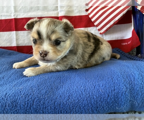 Medium Photo #3 Chihuahua Puppy For Sale in NEWVILLE, PA, USA