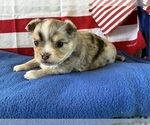 Small #2 Chihuahua