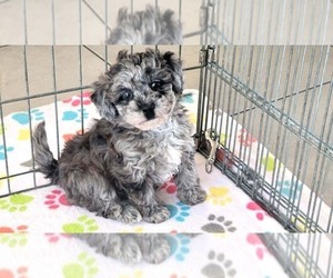 Poovanese Puppy for sale in ORO VALLEY, AZ, USA