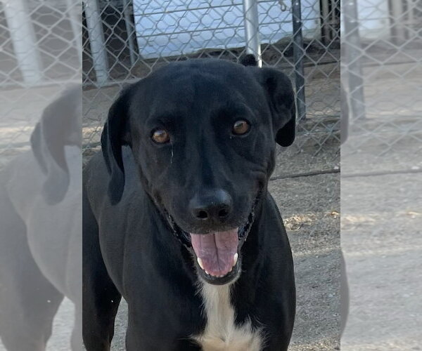 Medium Photo #1 Labrador Retriever-Unknown Mix Puppy For Sale in Lancaster, CA, USA