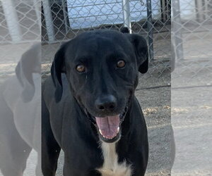 Labrador Retriever-Unknown Mix Dogs for adoption in Lancaster, CA, USA
