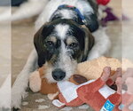 Small #11 German Shorthaired Pointer Mix