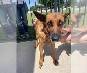 German Shepherd Dog-Unknown Mix Dogs for adoption in Houston, TX, USA