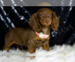 Small #3 Dachshund