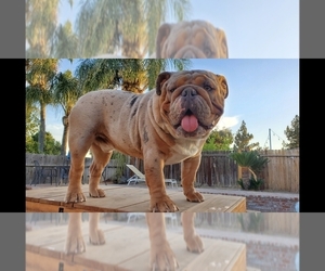 English Bulldog Puppy for sale in BAKERSFIELD, CA, USA