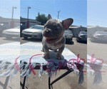 Puppy Light pink coll French Bulldog