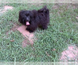 Shorkie Tzu Puppy for sale in CARTHAGE, TX, USA