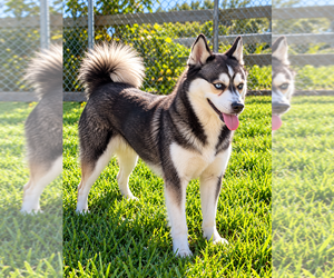 Alaskan Klee Kai Puppy for sale in HILLSBORO, OH, USA