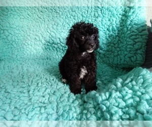 Poodle (Toy) Puppy for sale in LAUREL, MS, USA