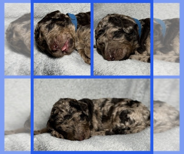Medium Photo #31 Goldendoodle Puppy For Sale in HOWARD CITY, MI, USA