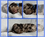 Puppy 1 Goldendoodle