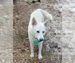 Small German Shepherd Dog Mix