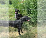 Small #11 Great Dane