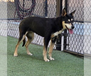 Mutt Dogs for adoption in Norco, CA, USA