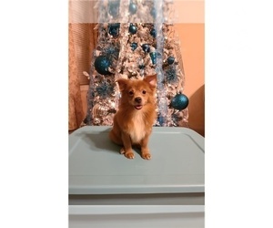 Pomeranian Puppy for sale in CLARKSVILLE, TN, USA