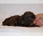 Small #16 Yorkiepoo mix (+ Poodle Toy)
