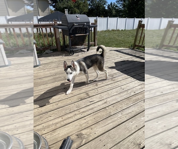 Medium Photo #1 Siberian Husky Puppy For Sale in CROWN POINT, IN, USA