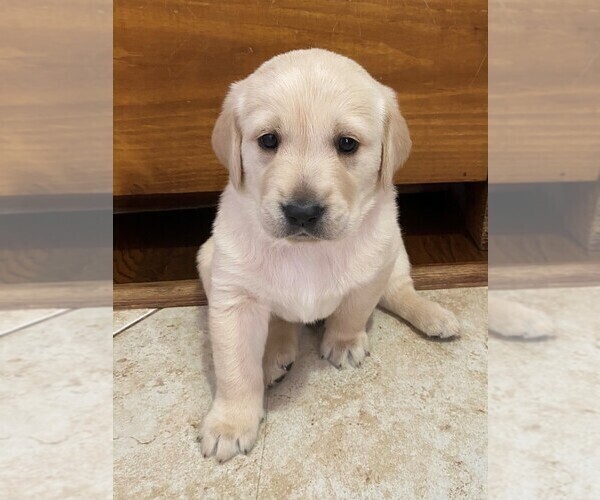 Medium Photo #1 Golden Labrador Puppy For Sale in BUENA PARK, CA, USA