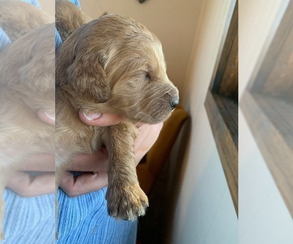Medium Photo #6 Goldendoodle Puppy For Sale in PAGOSA SPRINGS, CO, USA