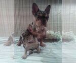 Small Photo #23 French Bulldog Puppy For Sale in GULLIVER, MI, USA
