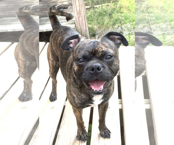 Medium Photo #1 Buggs Puppy For Sale in Boonton, NJ, USA