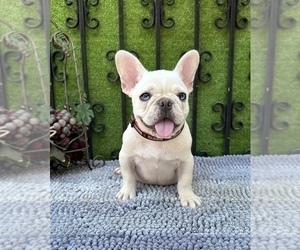 French Bulldog Puppy for sale in FREMONT, CA, USA
