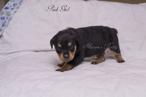 Medium Photo #3 Rottweiler Puppy For Sale in OWINGSVILLE, KY, USA