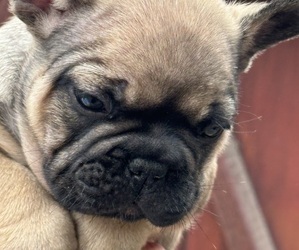 Medium French Bulldog