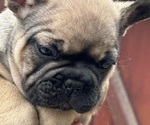 Puppy Miller French Bulldog