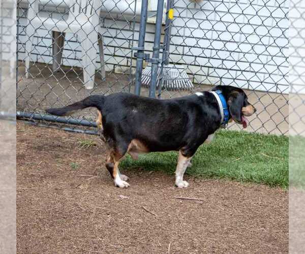 Medium Photo #4 Bagle Hound Puppy For Sale in Kennesaw, GA, USA