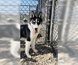 Siberian Husky-Unknown Mix Dogs for adoption in Oskaloosa, IA, USA