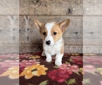 Small #3 Pembroke Welsh Corgi
