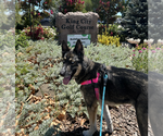 Small #14 German Shepherd Dog