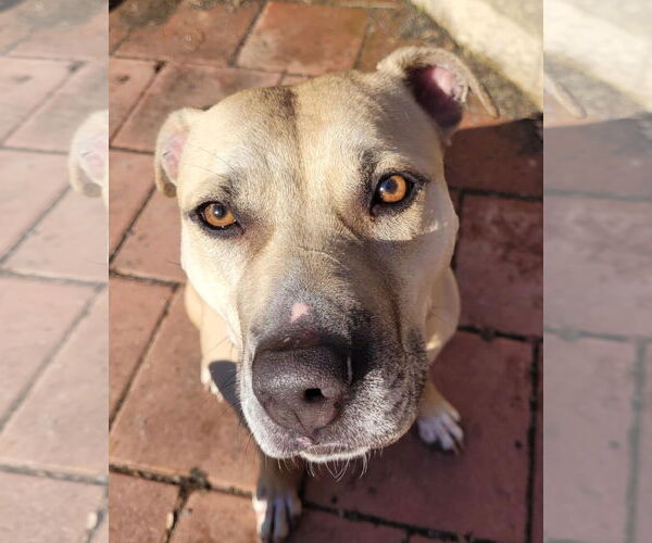 Medium Photo #3 American Pit Bull Terrier-Unknown Mix Puppy For Sale in Spotsylvania, VA, USA