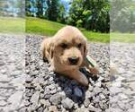Small Photo #6 Golden Retriever Puppy For Sale in OLIVER SPRINGS, TN, USA