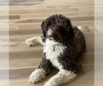 Small Photo #4 Poodle (Standard) Puppy For Sale in DAYTON, ID, USA