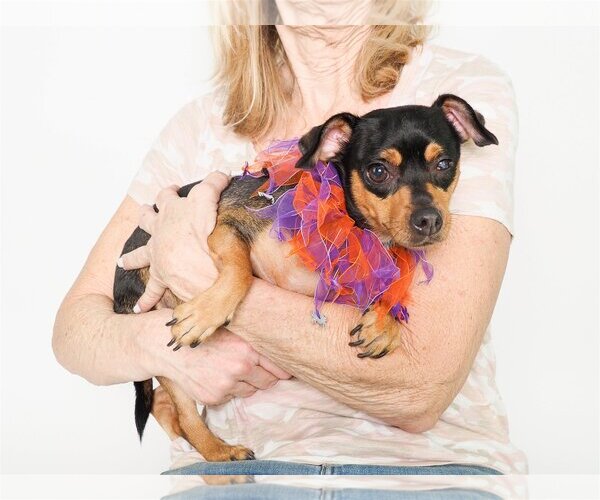 Medium Photo #1 Chipin Puppy For Sale in phoenix, AZ, USA