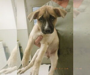 German Shepherd Dog-Unknown Mix Dogs for adoption in Oroville, CA, USA
