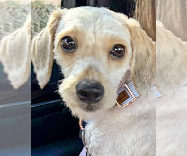 Medium Photo #6 Maltese Puppy For Sale in Corona, CA, USA