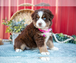 Small #2 Miniature Australian Shepherd