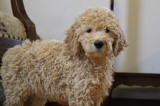 Goldendoodle Puppy for sale in BRADFORD, OH, USA