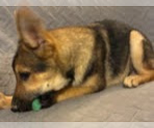 German Shepherd Dog Litter for sale in LOGAN, OH, USA