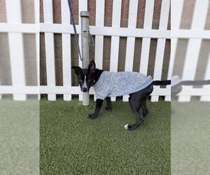 Mutt Dogs for adoption in Modesto, CA, USA