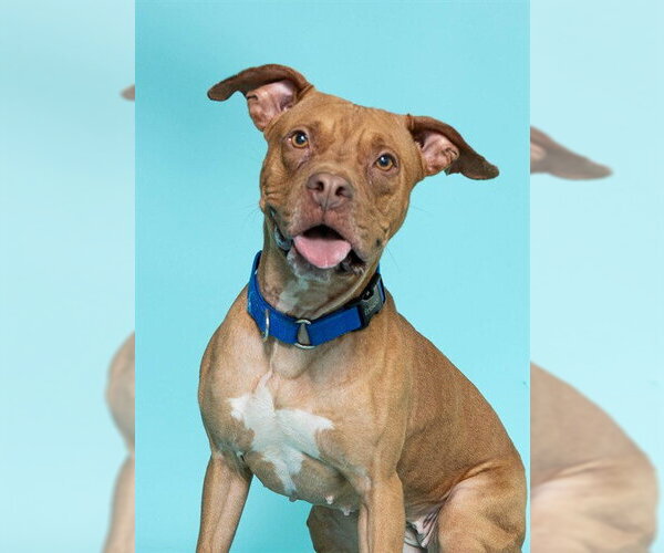 Medium Photo #3 American Staffordshire Terrier Puppy For Sale in Fort Lauderdale, FL, USA